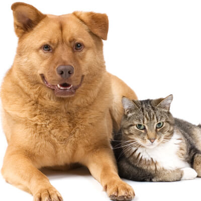 Welcoming cat and dog