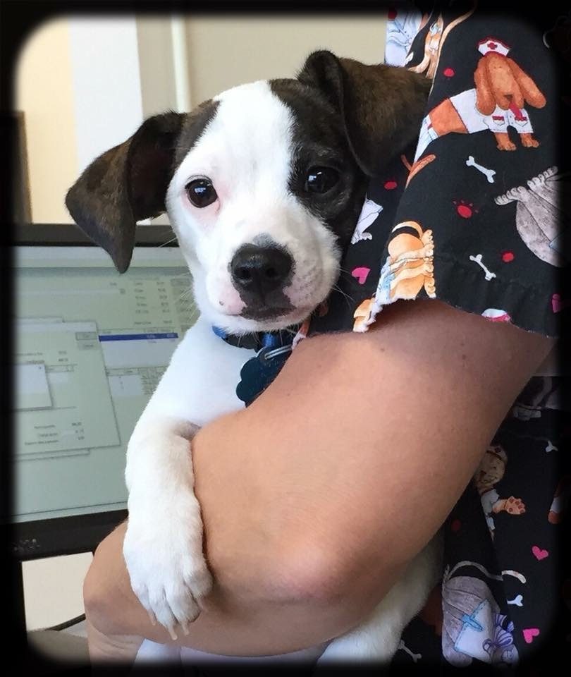 Black and white puppy