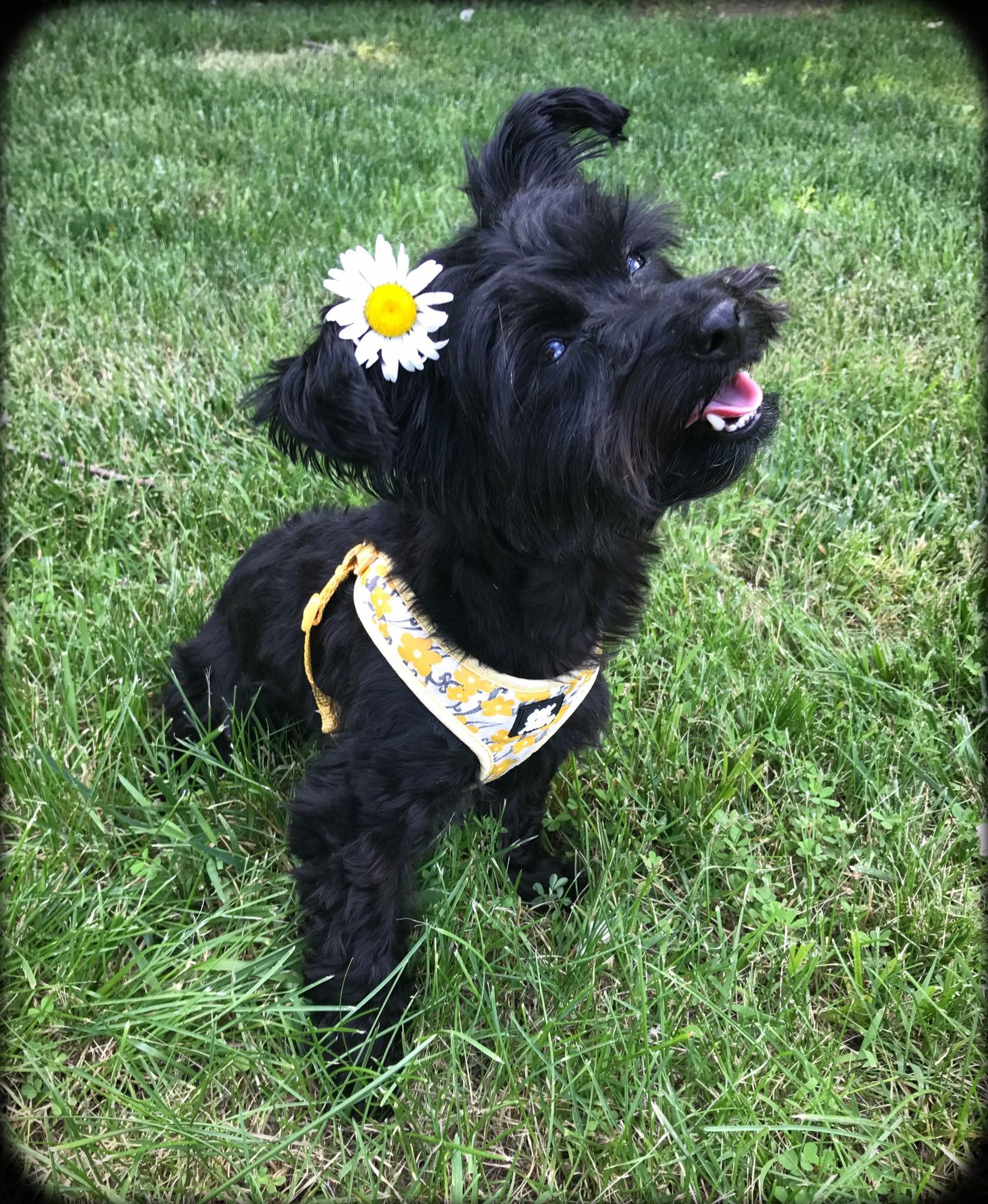 black dog with flower and bandana