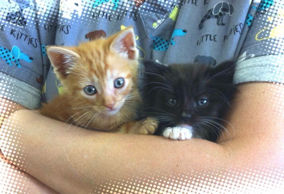 two kittens